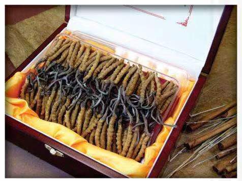 白云冬虫夏草回收